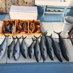 ヒラマサ キャスティング