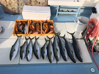 ヒラマサ キャスティング