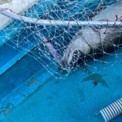 磯撃ちデビュー