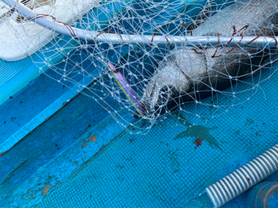 磯撃ちデビュー