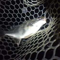 淀川ブリームゲーム