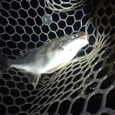 淀川ブリームゲーム