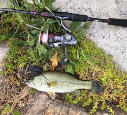 バス釣り
