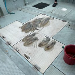 春イカボートエギング