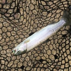 大雨のトラウト