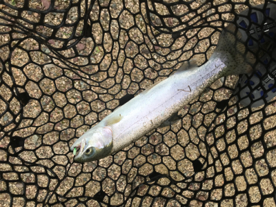 大雨のトラウト