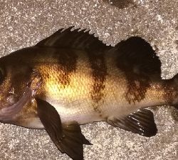 メバリング1835〜1920