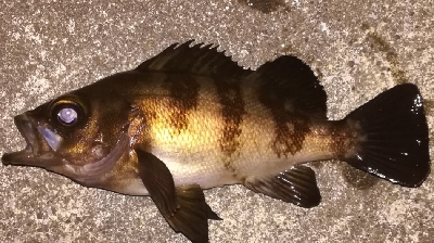 メバリング1835〜1920