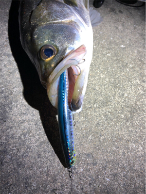 ナイトシーバス！