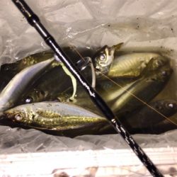 子サバに邪魔されて (^_^;)