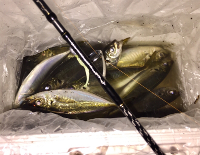 子サバに邪魔されて (^_^;)