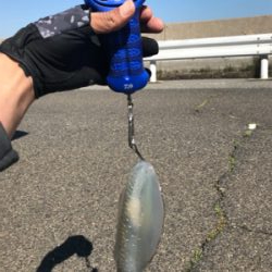 久しぶりのアオリイカ  GET!＼(^o^)／