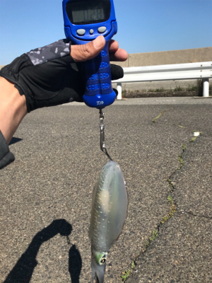 久しぶりのアオリイカ  GET!＼(^o^)／