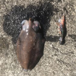 コウイカエギング