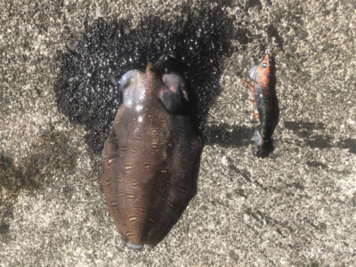 コウイカエギング