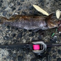 自粛解除で釣果炸裂！