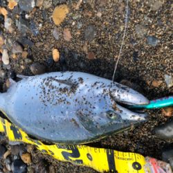 北海道 海サクラマス 海アメマス