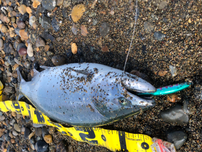 北海道 海サクラマス 海アメマス