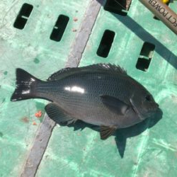 フカセでグレ釣り