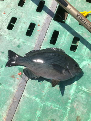 フカセでグレ釣り