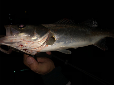 サイズは小さいけど、、