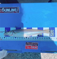 ちょい投げです。