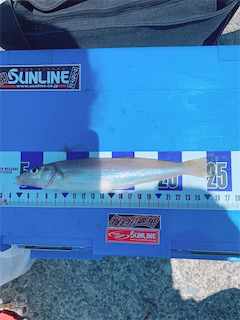 ちょい投げです。