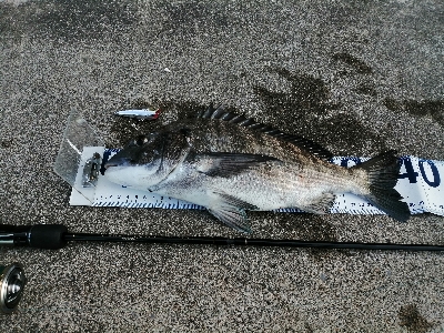 三浦半島チヌトップ開幕