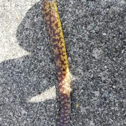 ショアジギングのつもりが。