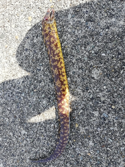 ショアジギングのつもりが。