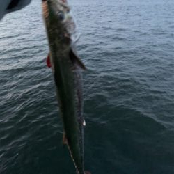 シーズン初でかサワラ