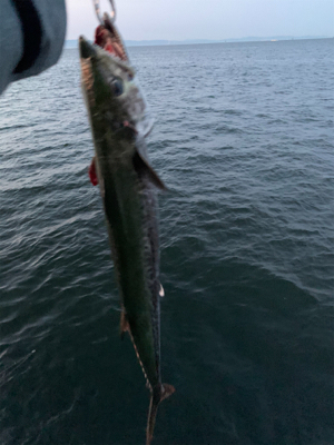 シーズン初でかサワラ