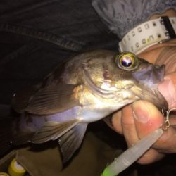 メバルトップゲーム