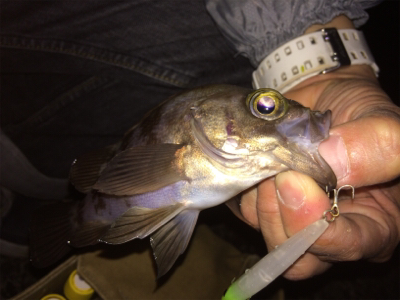 メバルトップゲーム