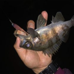 メバルプラッキングの予定だったのですが…