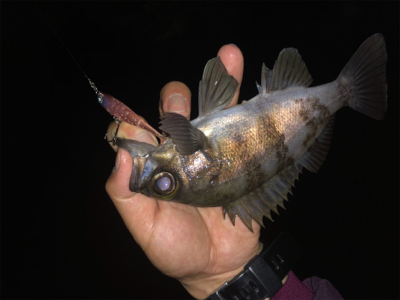 メバルプラッキングの予定だったのですが…