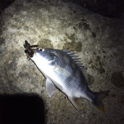 淀川ブリームゲーム