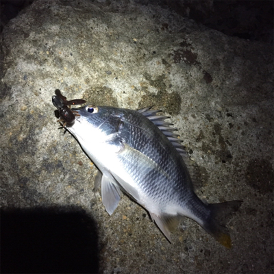 淀川ブリームゲーム