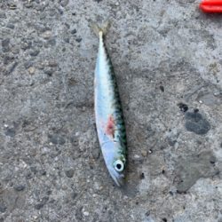 アジングのはずが