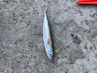 アジングのはずが