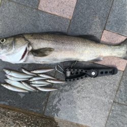 キス釣りからの