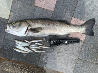 キス釣りからの