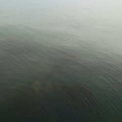 なんとかヒラメ1枚！