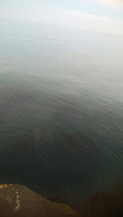 なんとかヒラメ1枚！