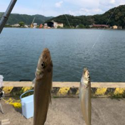 小島でキス釣り
