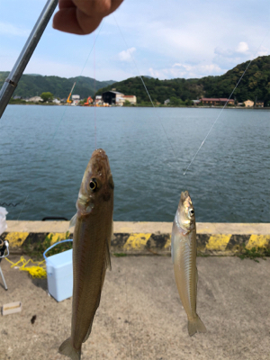 小島でキス釣り