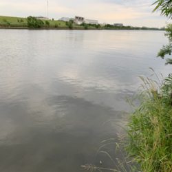 荒川　テナガエビ