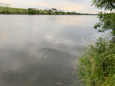 荒川　テナガエビ