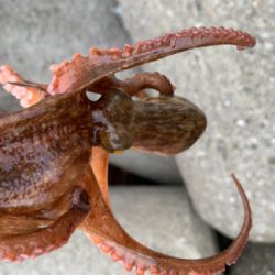 今日は、タコ！