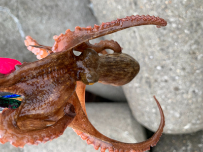 今日は、タコ！